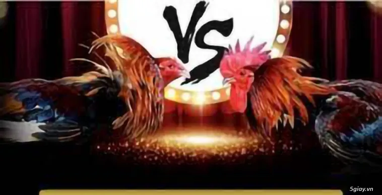 Đá Gà 8US Đấu Trường Kịch Tính Bậc Nhất Châu Á Hiện Nay