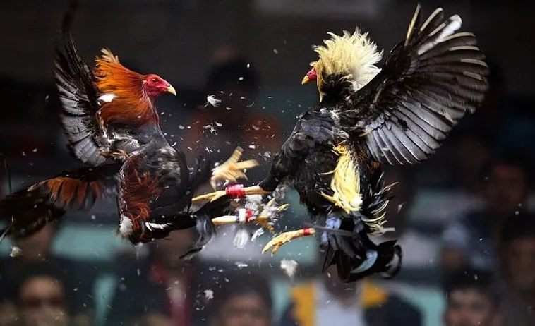 Chinh Phục Đấu Trường Đá Gà Sabong 8US Bất Bại Cùng Chuyên Gia